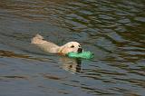 GOLDEN RETRIEVER 1084